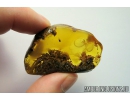 Running air in Very Big 15 mm Water Bubble. Fossil Inclusion in Baltic amber #9852