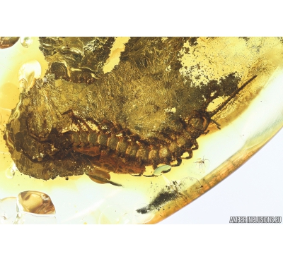 Centipede, Lithobiidae. Fossil insect in Baltic amber #9853