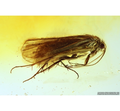 Nice Caddisfly Trichoptera Fossil insect in Baltic amber #9854