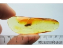 Nice Caddisfly Trichoptera Fossil insect in Baltic amber #9854