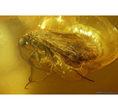 Nice Caddisfly Trichoptera with colored eyes. Fossil insect in Baltic amber #9855