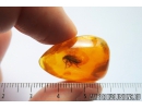 Nice Caddisfly Trichoptera with colored eyes. Fossil insect in Baltic amber #9855