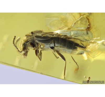 Nice Rove Beetle Staphylinidae. Fossil insect in Ukrainian Rovno amber #9857R