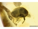 Nice Leaf, Rare Aphid, Mite, Beetle and More. Fossil insects in Baltic amber #9862