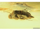 Click beetle Elateridae, Long-legged fly Dolichopodidae and Mites Acari. Fossil insects in Baltic amber #9866