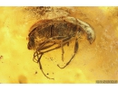 Darkling beetle, Tenebrionidae, Alleculinae and Ant Hymenoptera. Fossil inclusions in Baltic amber #9871