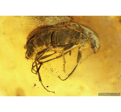 Darkling beetle, Tenebrionidae, Alleculinae and Ant Hymenoptera. Fossil inclusions in Baltic amber #9871