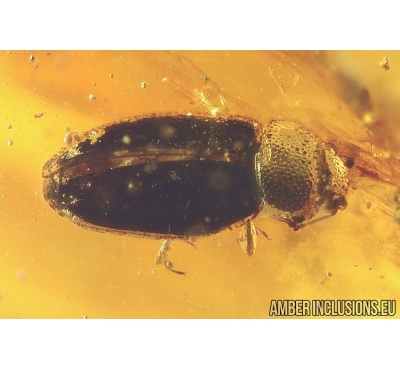 Brown scavenger Beetle, Latridiidae. Fossil insect in Baltic amber #9873