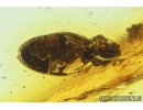 Brown scavenger Beetle, Latridiidae. Fossil insect in Baltic amber #9873