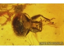 Brown scavenger Beetle, Latridiidae. Fossil insect in Baltic amber #9873