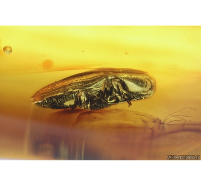 Nice Small False Click Beetles Elateroidea Throscidae and Two Flies. Fossil insects Baltic amber #9874