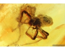 Spider Araneae and Brown scavenger beetle Latridiidae. Fossil inclusions in Baltic amber stone #9878