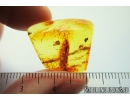 Brown scavenger beetle Latridiidae, Ant Hymenoptera and Springtail Collembola. Fossil inclusions in Baltic amber #9879