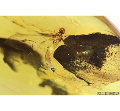 Mayfly Ephemeroptera ?Metretopodidae and Long-legged fly Dolichopodidae. Fossil insects in Baltic amber stone #9880