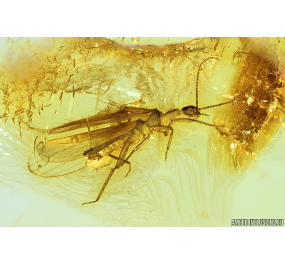 Stonefly Plecoptera. Fossil insect in Baltic amber #9882