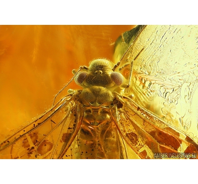 Nice Psocid, Psocoptera. Fossil insect in Baltic amber #9883