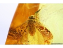 Nice Psocid, Psocoptera. Fossil insect in Baltic amber #9883