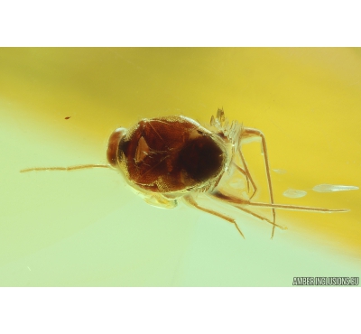 True Bug, Miridae Fossil inclusion in Baltic amber #9885