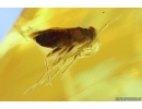 True Bug, Miridae Fossil inclusion in Baltic amber #9885