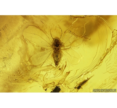 Whitefly Aleyrodidae, Aphids and Midge Chironomidae. Fossil insects in Baltic amber #9886