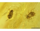 Whitefly Aleyrodidae, Aphids and Midge Chironomidae. Fossil insects in Baltic amber #9886