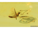 Whitefly Aleyrodidae, Aphids and Midge Chironomidae. Fossil insects in Baltic amber #9886
