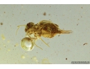 Springtail, Collembola. Fossil inclusion in Baltic amber #9887