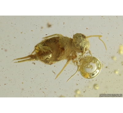 Springtail, Collembola. Fossil inclusion in Baltic amber #9887