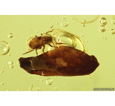 Aphid Aphididae, Leaf, Water bubble and More. Fossil inclusions in Baltic amber #9888