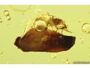 Aphid Aphididae, Leaf, Water bubble and More. Fossil inclusions in Baltic amber #9888