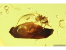 Aphid Aphididae, Leaf, Water bubble and More. Fossil inclusions in Baltic amber #9888