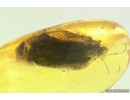 Big 17mm! Cockroach, Blattaria. Fossil insect in Baltic amber #9889