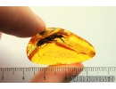 Big 17mm! Cockroach, Blattaria. Fossil insect in Baltic amber #9889