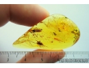 Nice Cricket Orthoptera. Fossil insect in Baltic amber #9890