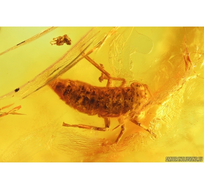 Leafhopper, Cicadellidae. Fossil inclusions in Baltic amber #9891