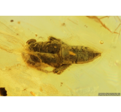 Leafhopper, Cicadellidae. Fossil inclusions in Baltic amber #9892