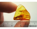 Leafhopper, Cicadellidae. Fossil inclusions in Baltic amber #9892