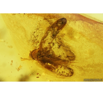 Leafhopper, Cicadellidae. Fossil inclusions in Baltic amber #9893
