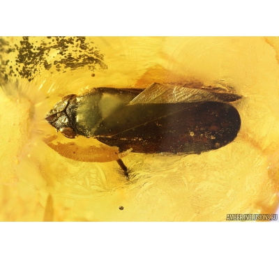 Rare Froghopper Cercopidae. Fossil insect in Baltic amber #9895