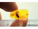 Rare Froghopper Cercopidae. Fossil insect in Baltic amber #9895