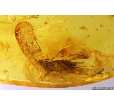 Planthopper Achilidae. Fossil insect in Baltic amber #9896