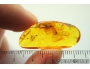 Planthopper Achilidae. Fossil insect in Baltic amber #9896