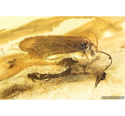 Caddisfly Trichoptera Fossil insect in Baltic amber #9898