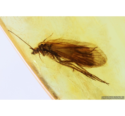 Caddisfly Trichoptera Fossil insect in Baltic amber #9899