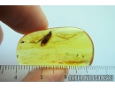 Caddisfly Trichoptera Fossil insect in Baltic amber #9899