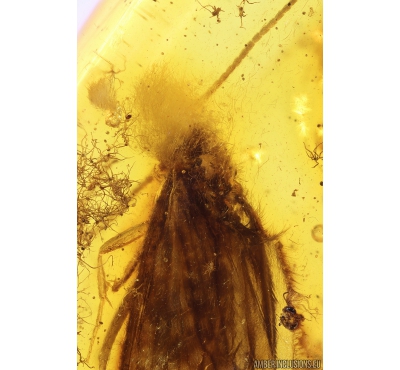 Caddisfly Trichoptera with Fungus on Head. Fossil insect in Baltic amber #9900