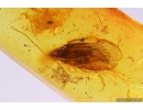 Caddisfly Trichoptera with Fungus on Head. Fossil insect in Baltic amber #9900