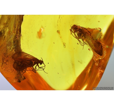 Two Nice Caddisflies Trichoptera. Fossil insects in Baltic amber stone #9902