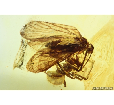 Caddisfly Trichoptera, Spider Araneae and Wasp Hymenoptera. Fossil inclusions in Baltic amber #9906