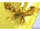 Rare Honey Bee, Apoidea and Ant with Mite Acari! Fossil insects in Baltic amber #9907